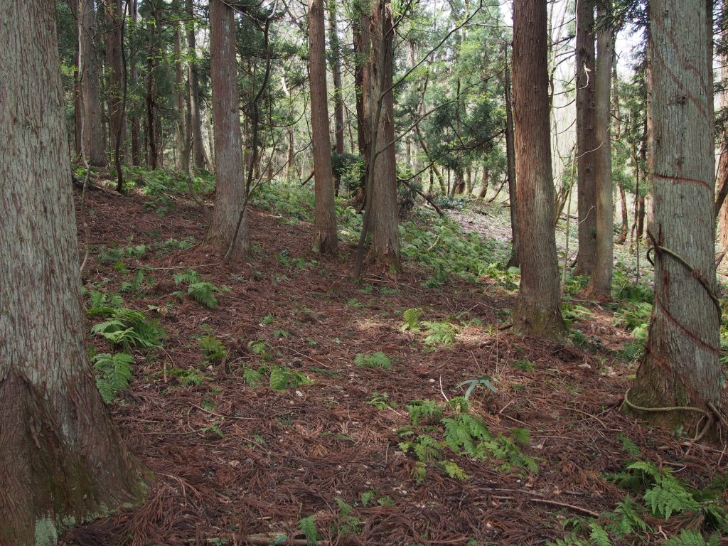 遺跡現況