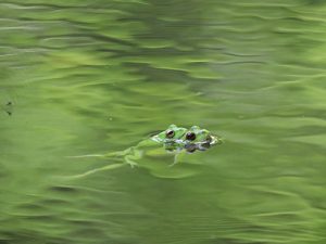 カエル
