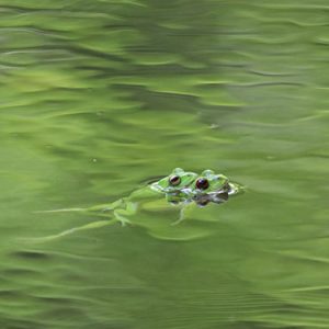 カエル