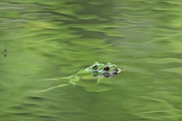 カエル