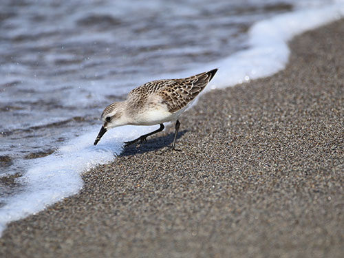 浜辺の生きもの探索会