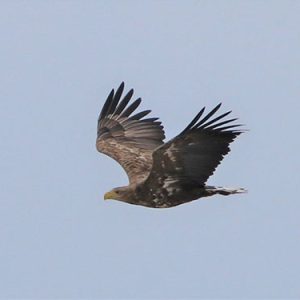 冬鳥探鳥会