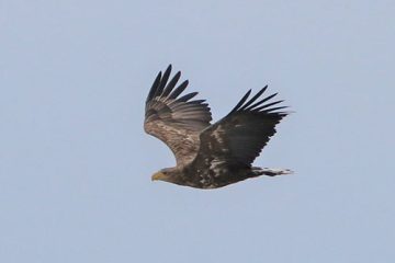 冬鳥探鳥会