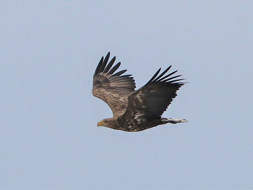 冬鳥探鳥会