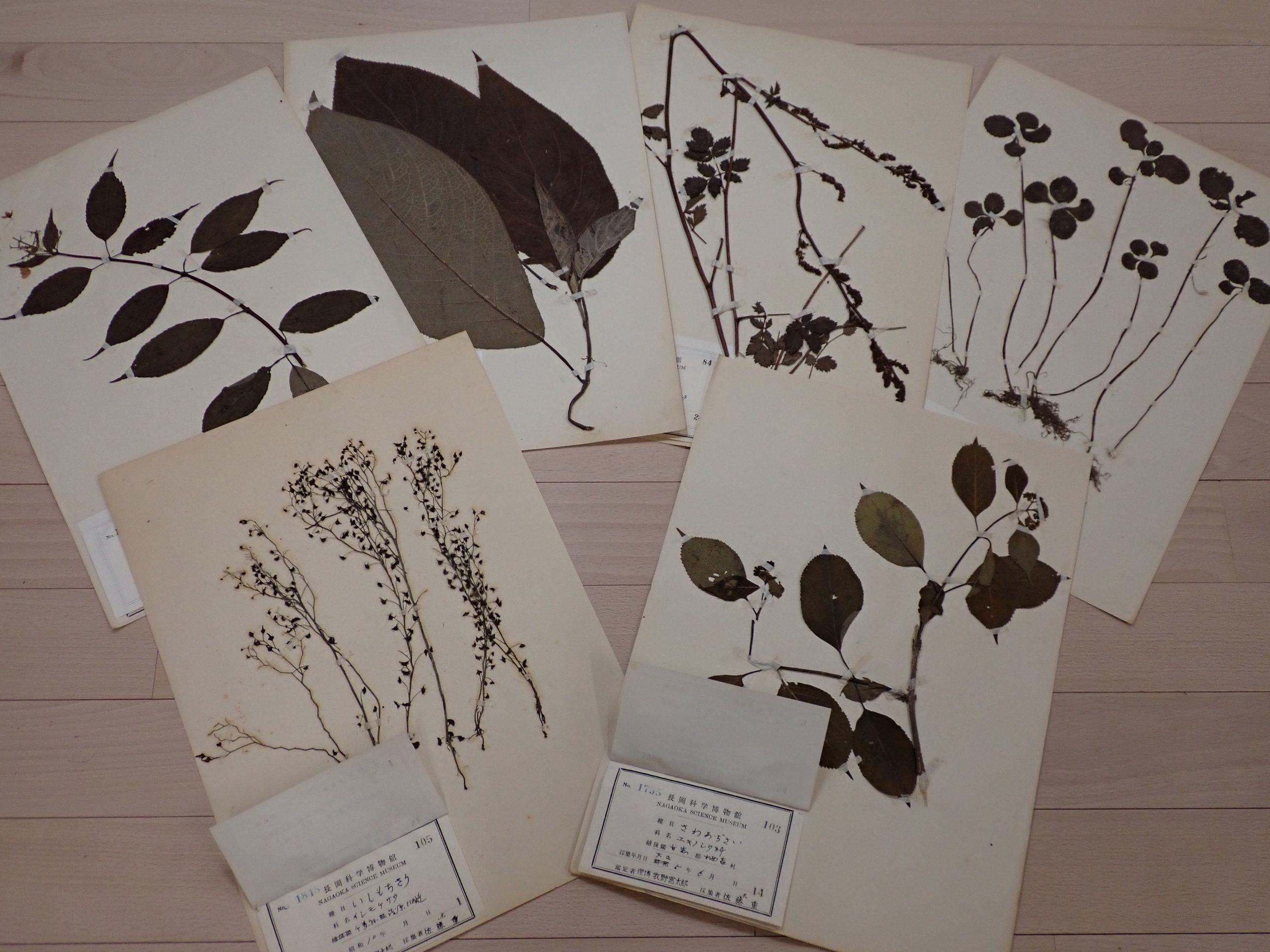 牧野富太郎博士が見た新潟の植物”></figure>
<p>牧野富太郎博士が見た新潟の植物－博士につながる標本から－ 会期：5月2日（火）〜 6月28日（水）</p>
<p><a class=